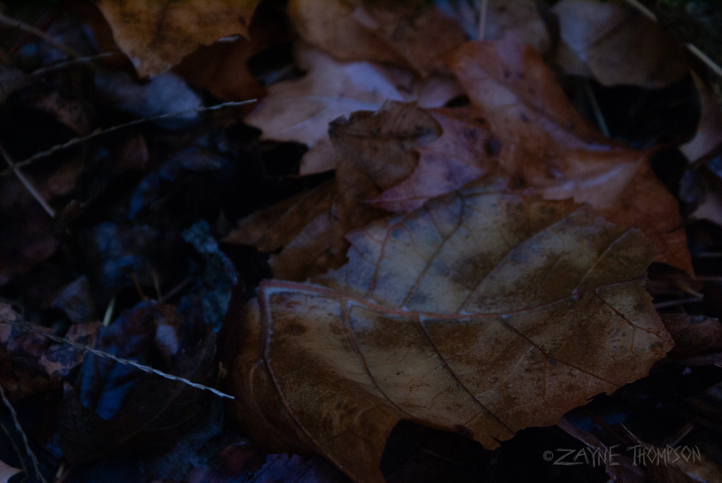 Started my day fittingly with "Dead Leaves And The Dirty Ground" by The White Stripes