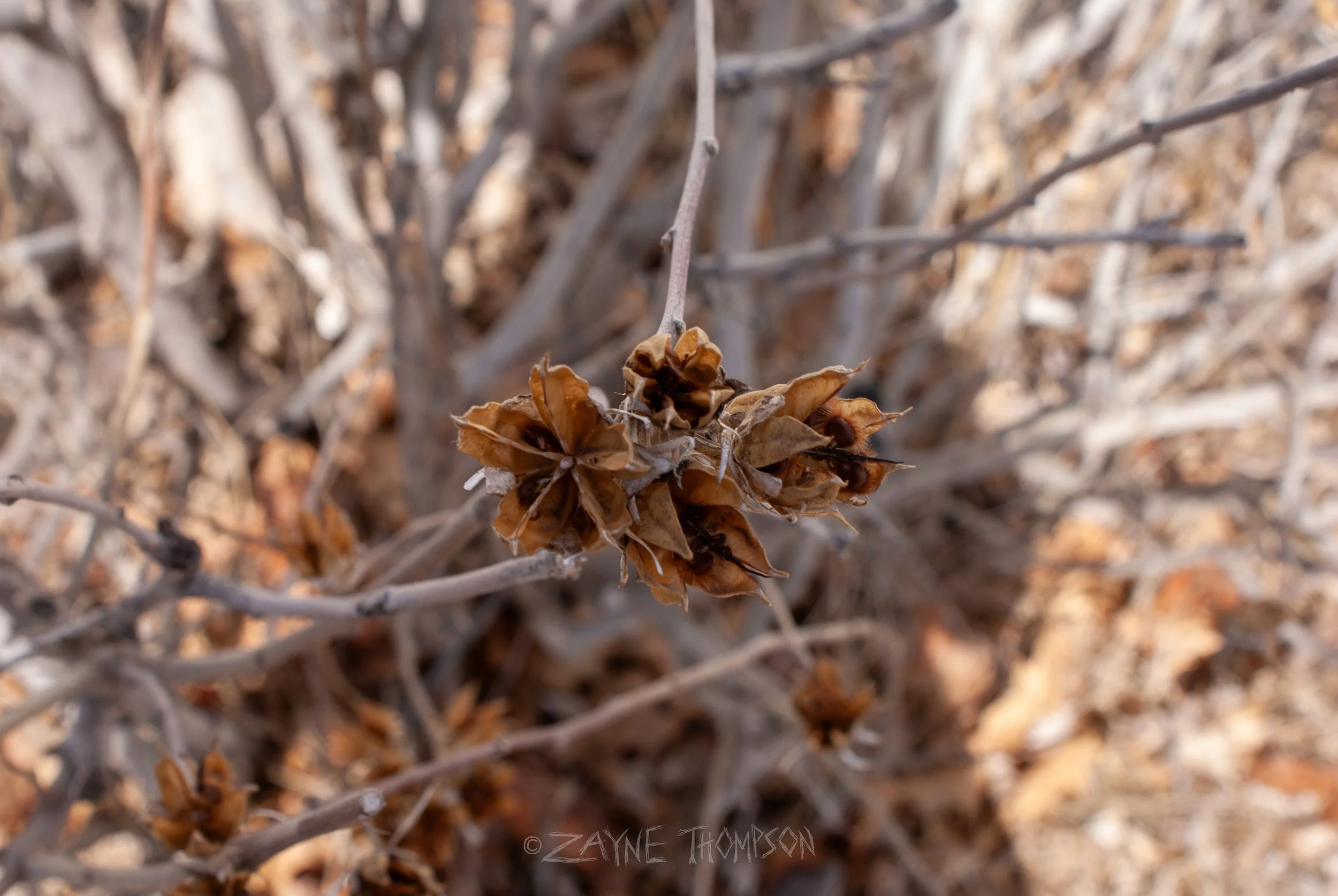 9 mar 2025 walk photos lower-15.jpg