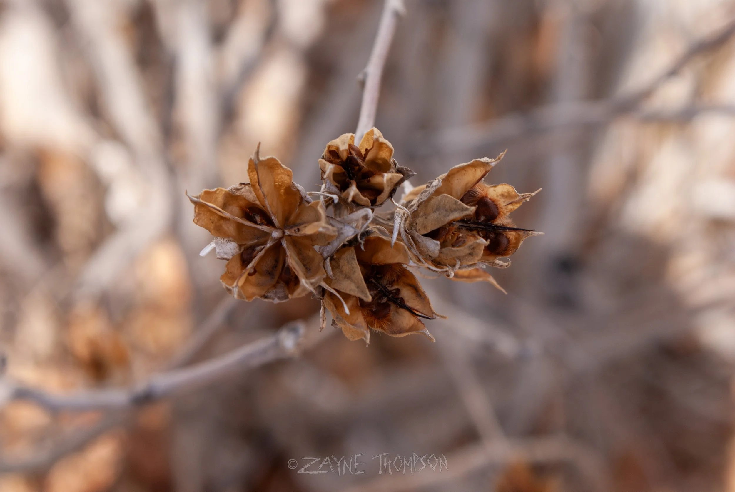 9 mar 2025 walk photos lower-16.jpg