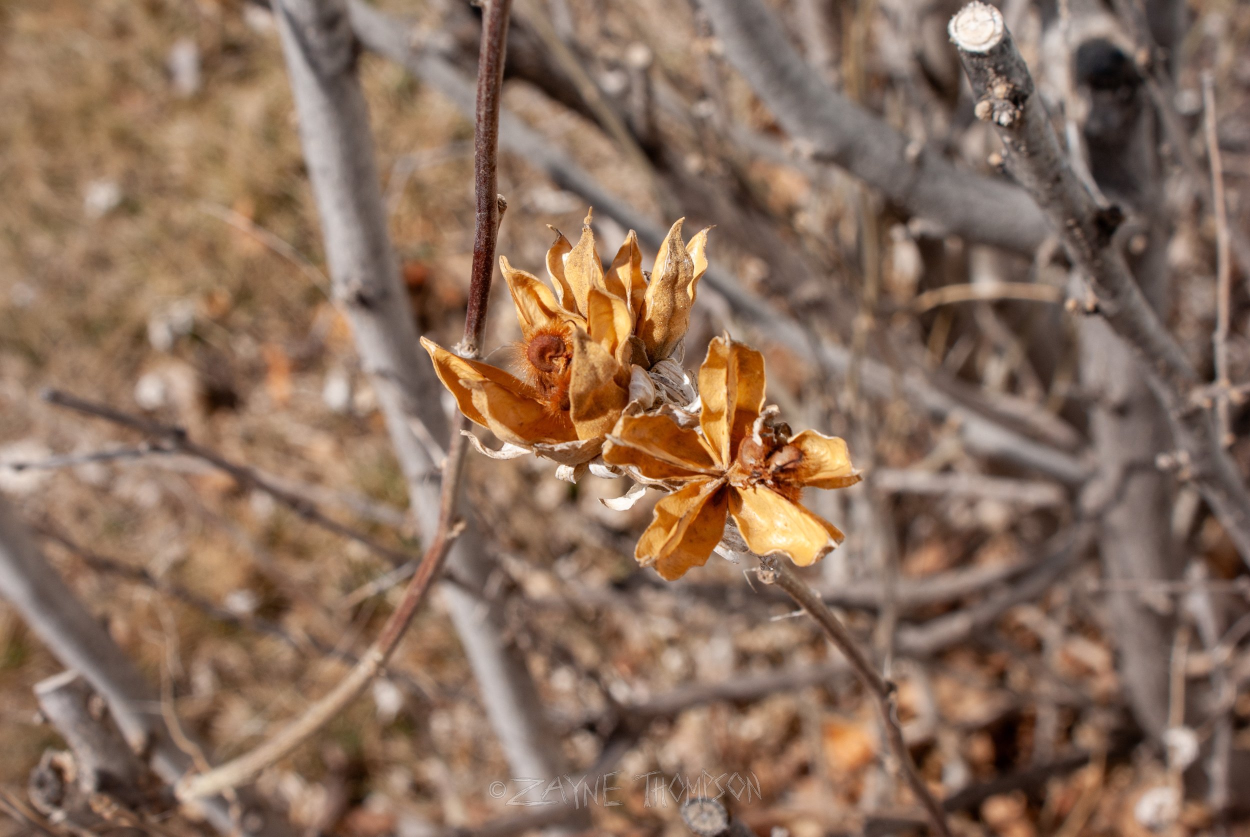 9 mar 2025 walk photos lower-17.jpg