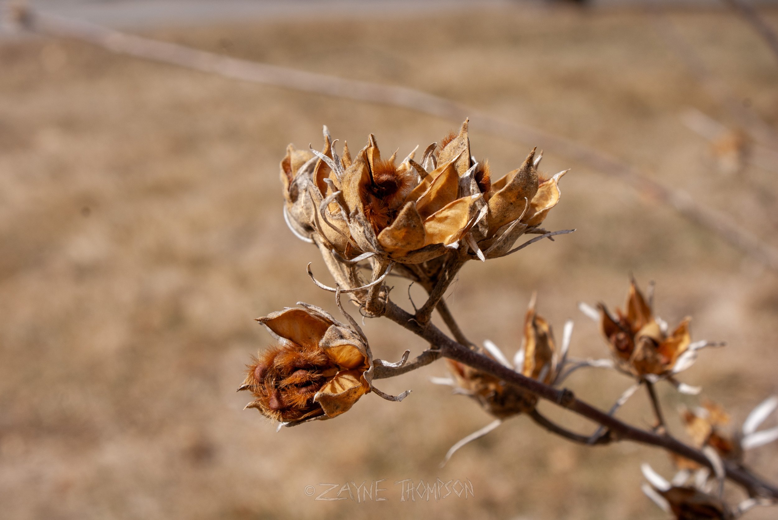 9 mar 2025 walk photos lower-18.jpg