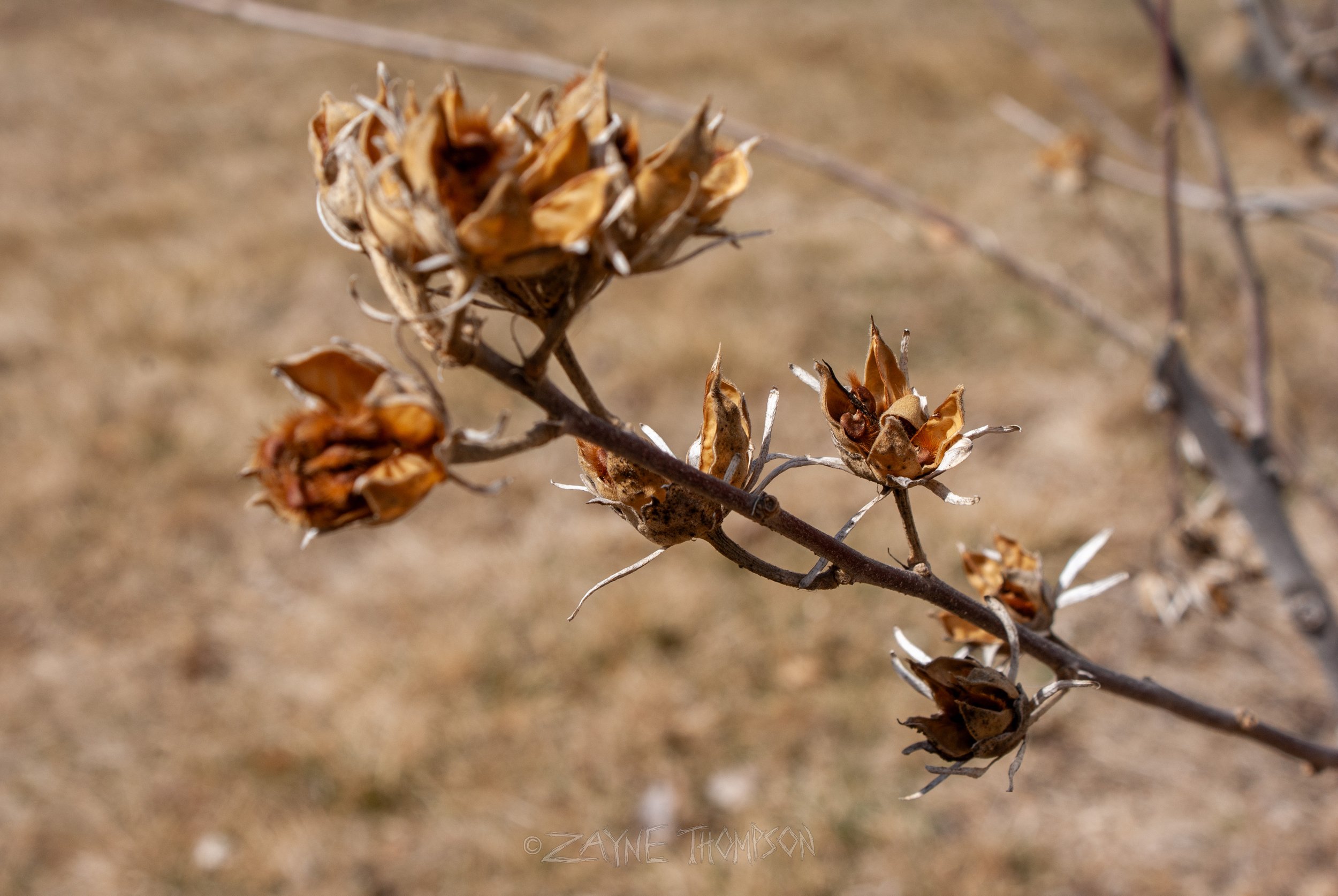 9 mar 2025 walk photos lower-19.jpg