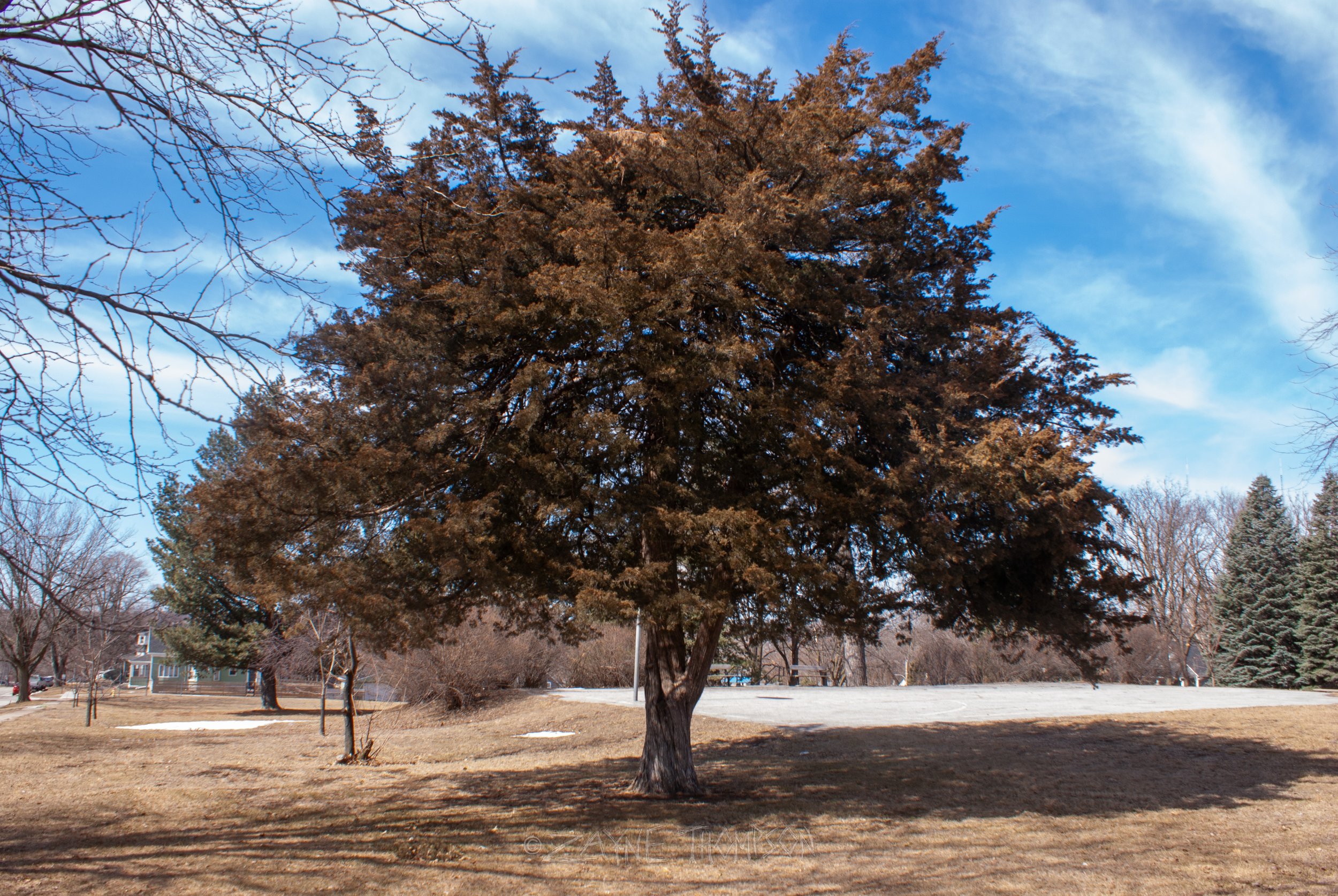 9 mar 2025 walk photos lower-20.jpg