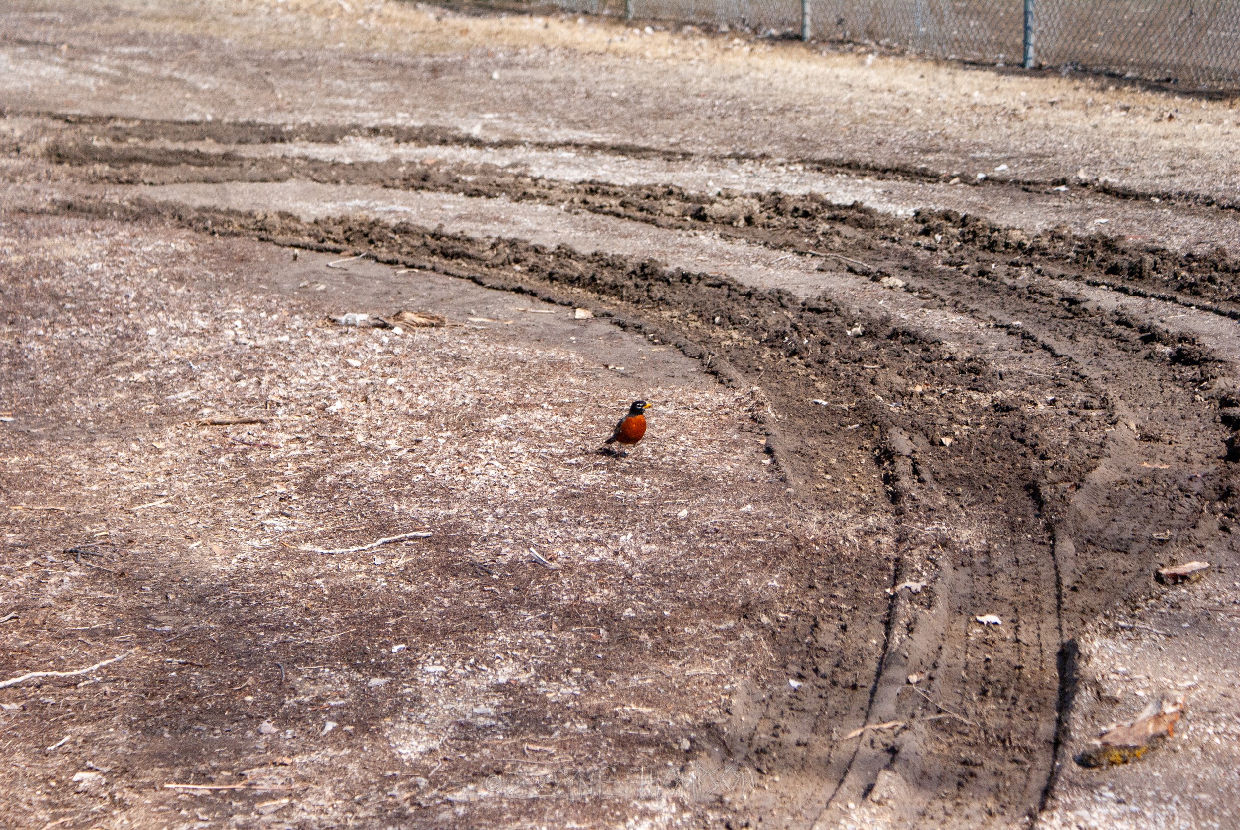 9 mar 2025 walk photos lower-32.jpg