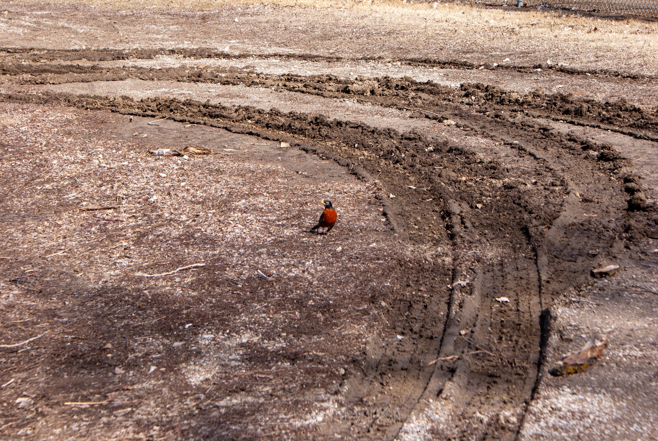 9 mar 2025 walk photos lower-33.jpg