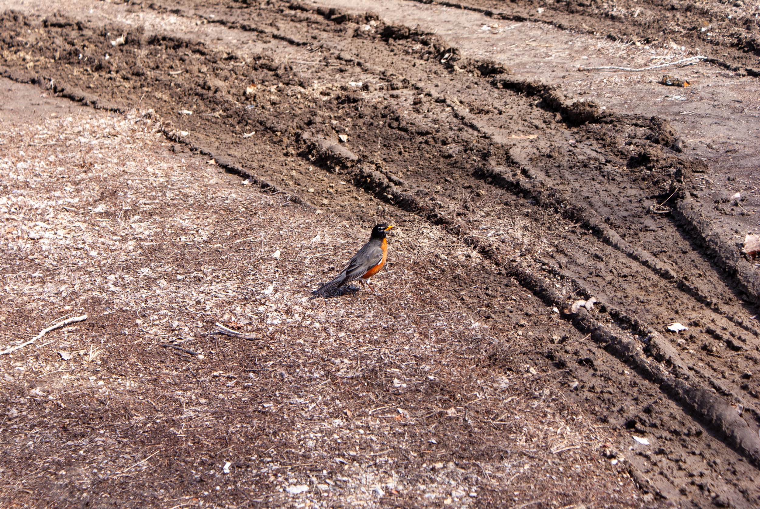 9 mar 2025 walk photos lower-34.jpg