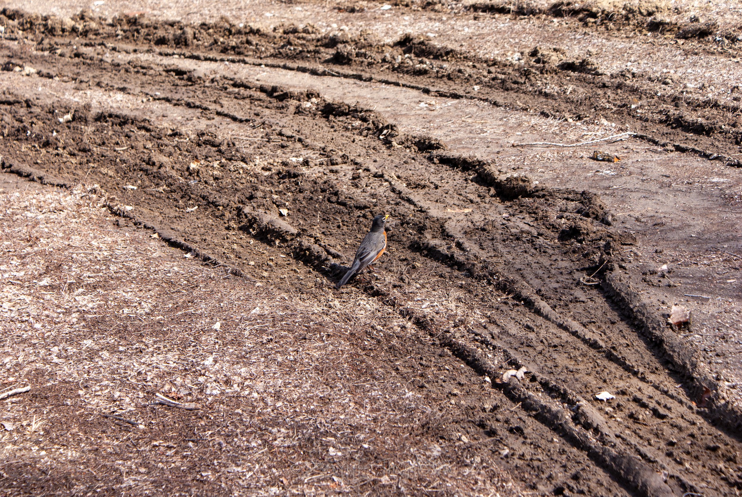 9 mar 2025 walk photos lower-35.jpg