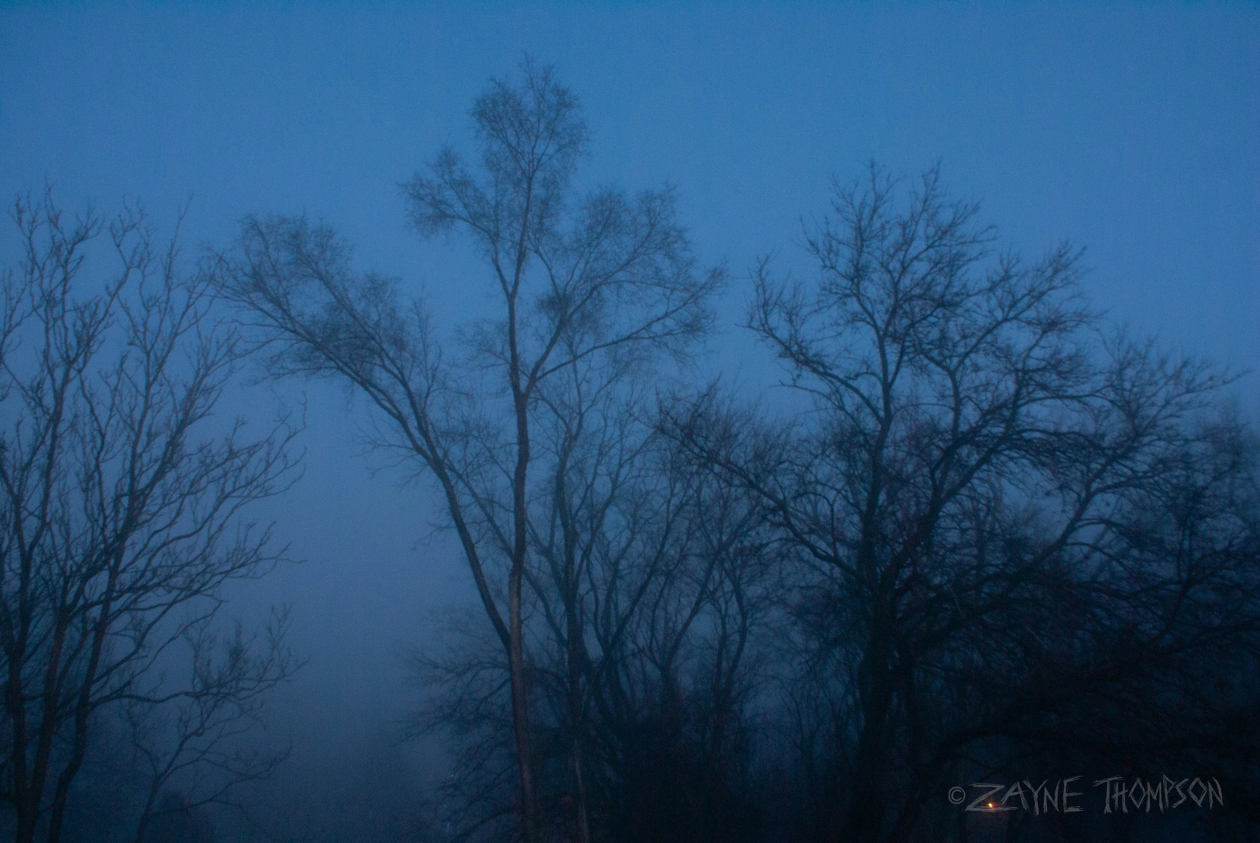 fog 2024 dec 29-39.jpg