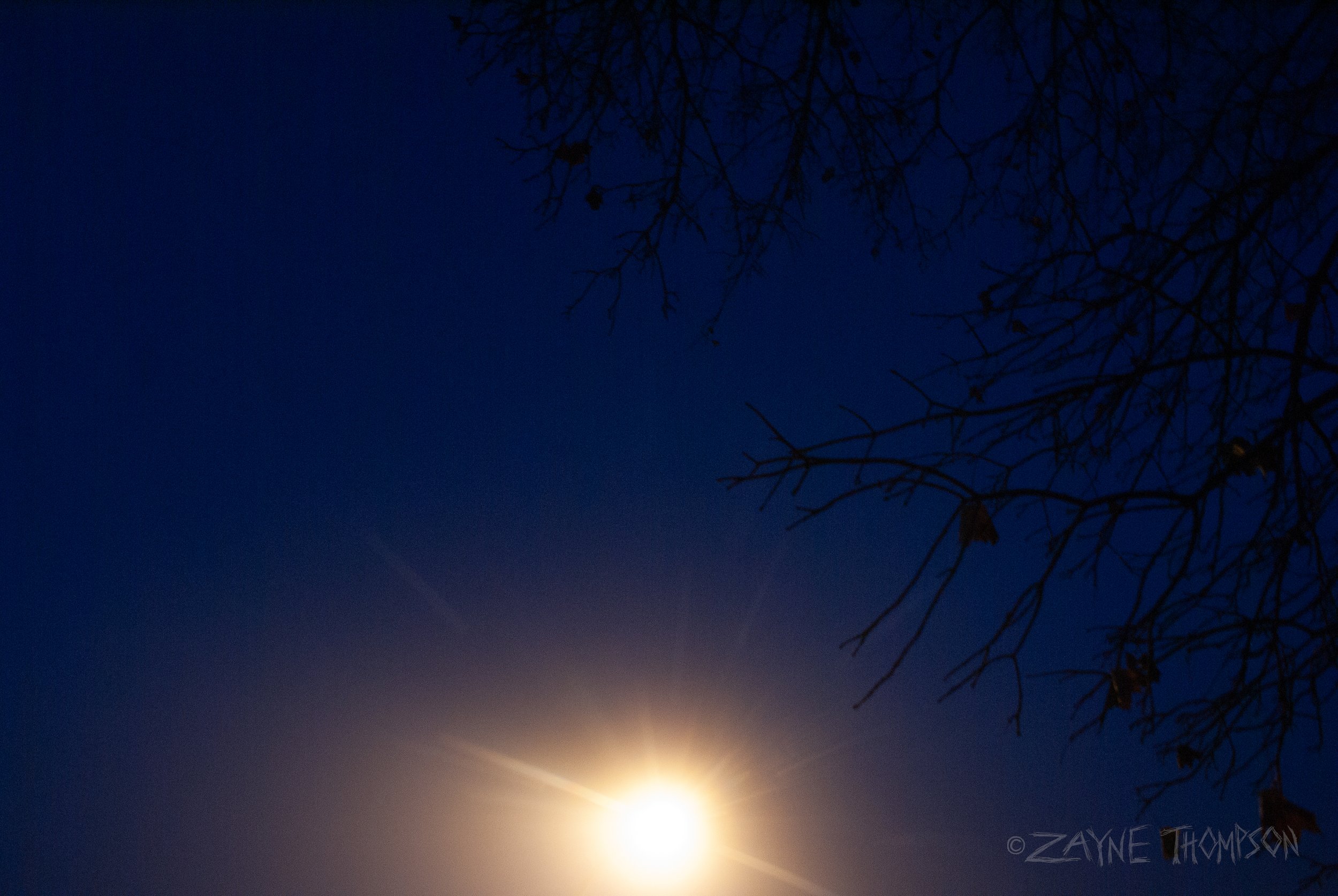 fog 2024 dec 29-57.jpg