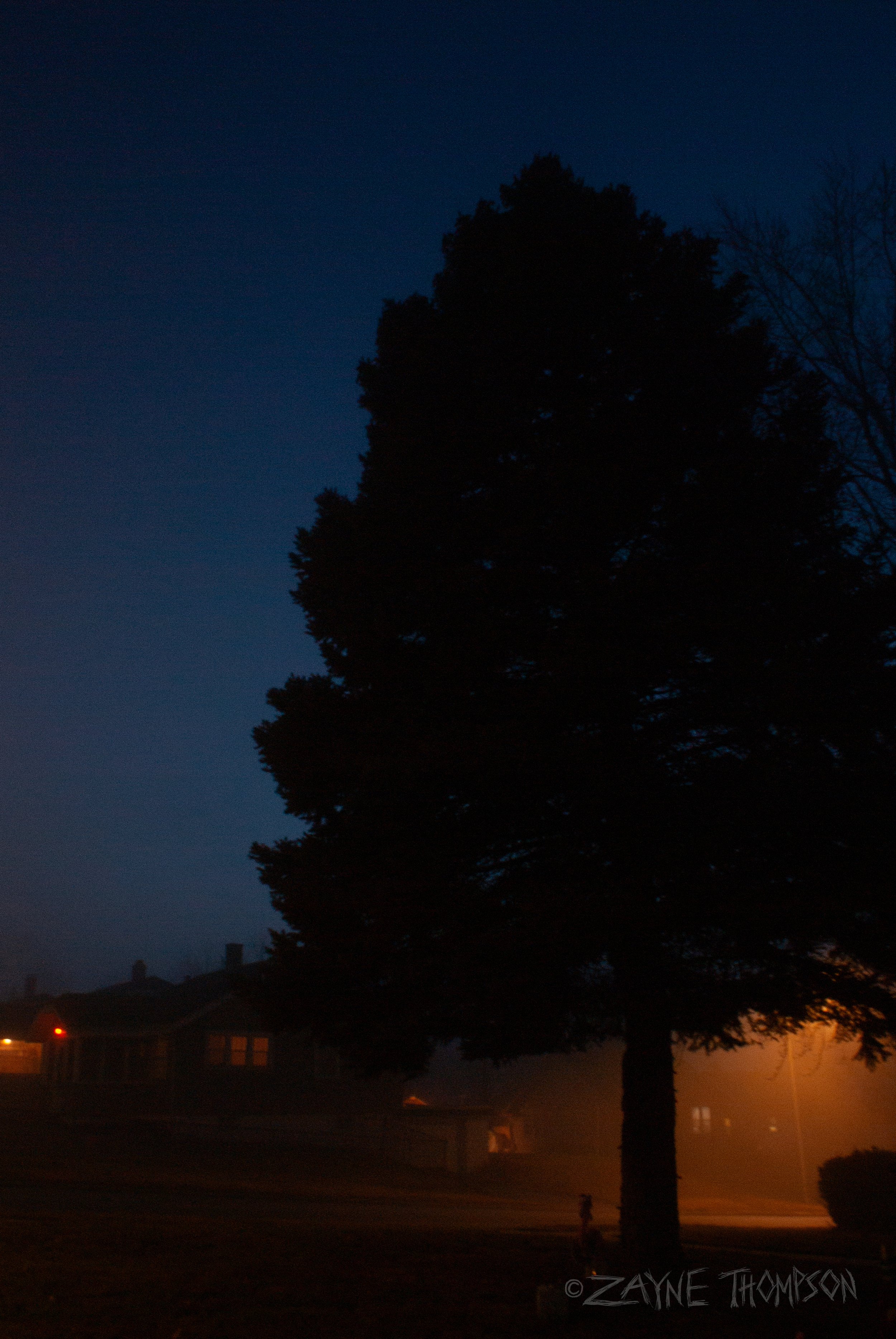 fog 2024 dec 29-60.jpg
