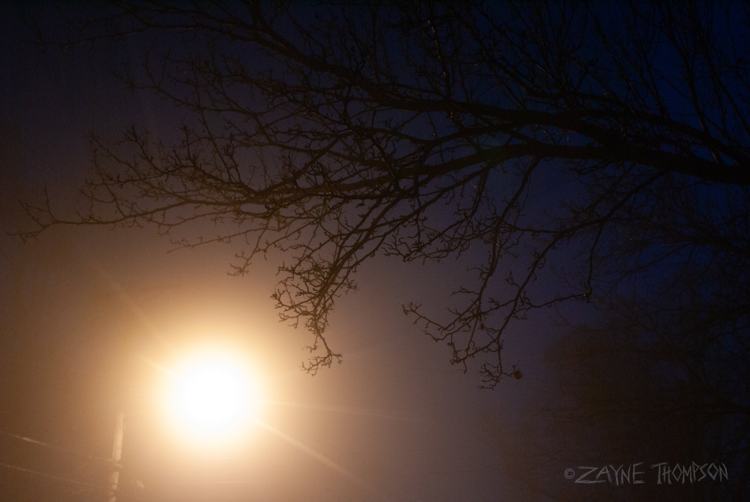 fog 2024 dec 29-62.jpg