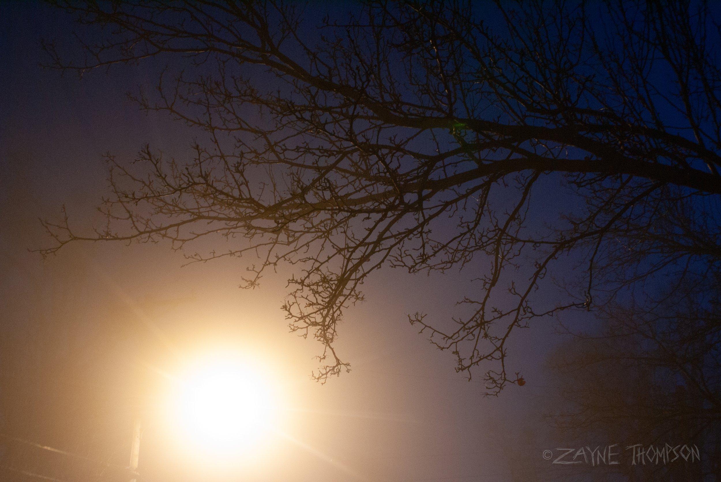 fog 2024 dec 29-63.jpg