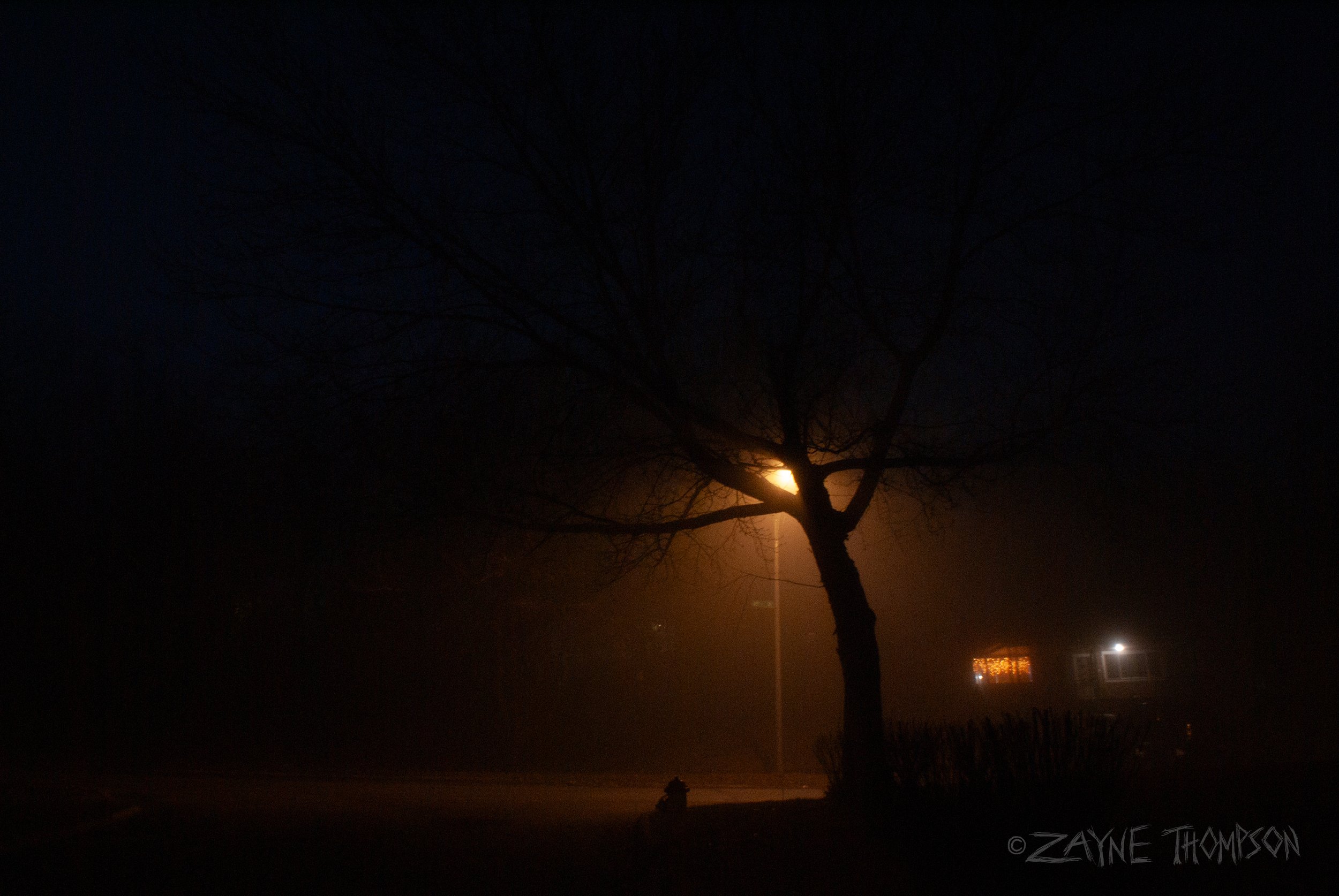 fog 2024 dec 29-66.jpg